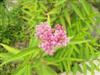 Photo of Genus=Asclepias&Species=incarnata&Common=Swamp Milkweed&Cultivar=