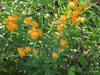 Photo of Genus=Asclepias&Species=tuberosa&Common=Butterfly Weed&Cultivar=