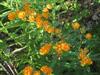 Photo of Genus=Asclepias&Species=tuberosa&Common=Butterfly Weed&Cultivar=