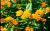 Photo of Genus=Asclepias&Species=tuberosa&Common=Butterfly Weed&Cultivar=