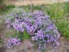 Photo of Genus=Aster&Species=oblongifolius&Common=Raydon's Favorite Aster&Cultivar='Raydon's Favorite'