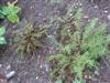 Photo of Genus=Athyrium&Species=filix-femina&Common=Lady Fern&Cultivar=