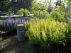 Photo of Genus=Baptisia&Species=x&Common=Carolina Moonlight Baptisia&Cultivar='Carolina Moonlight'