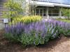 Photo of Genus=Baptisia&Species=&Common=Purple Smoke Baptisia or Purple Smoke Wild Indigo&Cultivar='Purple Smoke'