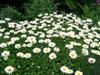 Photo of Genus=Leucanthemum&Species=x superbum&Common=Becky Shasta Daisy&Cultivar='Becky'