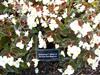 Photo of Genus=Begonia&Species=hybrida&Common=&Cultivar=BabyWing™ White Bronze Leaf