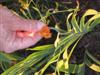 Photo of Genus=Belamcanda&Species=chinensis&Common=Blackberry Lily&Cultivar=