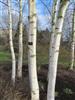 Photo of Genus=Betula&Species=pendula&Common=Silver Birch&Cultivar=