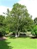 Photo of Genus=Betula&Species=utilis&Common=Himalayan Birch&Cultivar=