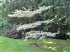 Photo of Genus=Cornus&Species=controversa&Common=Variegated Giant Dogwood&Cultivar='Variegata'