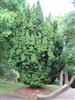 Photo of Genus=Taxus&Species=baccata&Common=Irish Yew&Cultivar=fastigiata
