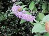 Photo of Genus=Buddleia&Species=davidii&Common=Butterfly-bush&Cultivar=
