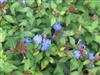 Photo of Genus=Ceratostigma&Species=willmottianum&Common=Chinese Plumbago, Leadwort&Cultivar=