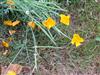 Photo of Genus=dichelostemma&Species=ida-maia&Common=&Cultivar=