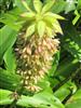 Photo of Genus=Eucomis&Species=bicolor&Common=Pineapple Lilly&Cultivar=