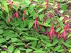 Photo of Genus=Fuchsia&Species=magellanica&Common=aurea&Cultivar=gracilis