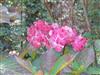 Photo of Genus=Hydrangea&Species=spp&Common=&Cultivar=preziosa