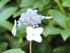 Photo of Genus=Hydrangea&Species=serrata&Common=Serrata Hydrangea&Cultivar=