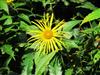 Photo of Genus=Inula&Species=magnifica&Common=Inula&Cultivar=