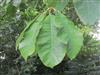 Photo of Genus=Magnolia&Species=obovata&Common=&Cultivar=