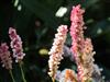 Photo of Genus=Persicaria&Species=affnis&Common=&Cultivar=superba