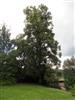Photo of Genus=Tilia&Species=x europaea&Common=Common Lime or Common Linden&Cultivar=