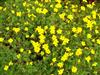 Photo of Genus=Bidens&Species=ferulifolia&Common=&Cultivar=Goldilocks Rocks