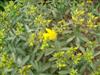 Photo of Genus=Hypericum&Species=kalmianum&Common=Blue Velvet St. Johnswort&Cultivar='Blue Velvet'