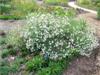 Photo of Genus=Boltonia&Species=asteroides&Common=Snowbank Boltonia&Cultivar='Snowbank'