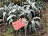 Photo of Genus=Guzmania&Species=tillandsia&Common=Bromeliad&Cultivar=