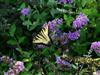 Photo of Genus=Buddleia&Species=x&Common=Butterfly Bush&Cultivar='Blue Chip' Lo & Behold