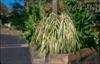 Photo of Genus=Miscanthus&Species=sinensis var. condensatus&Common=Cabaret Silver Grass&Cultivar='Cabaret'