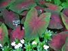 Photo of Genus=Caladium&Species=&Common=Postman Joyner Caladium&Cultivar=Postman Joyner