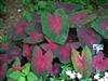 Photo of Genus=Caladium&Species=&Common=Postman Joyner Caladium&Cultivar=Postman Joyner