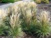 Photo of Genus=Calamagrostis&Species=x acutiflora&Common=Overdam Feather Reed Grass&Cultivar='Overdam'