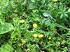 Photo of Genus=Calendula&Species=officinalis&Common=Pot Marigold&Cultivar=