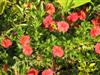 Photo of Genus=Calibrachoa&Species=&Common=Million Bells&Cultivar=Million Bells