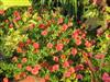 Photo of Genus=Calibrachoa&Species=&Common=Million Bells&Cultivar=Million Bells