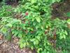 Photo of Genus=Calycanthus&Species=x raulstonii&Common=Chinese Sweetshrub&Cultivar='Hartlage Wine'