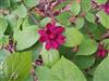 Photo of Genus=Calycanthus&Species=x raulstonii&Common=Chinese Sweetshrub&Cultivar='Hartlage Wine'