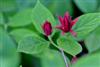 Photo of Genus=Calycanthus&Species=floridus&Common=Carolina Allspice&Cultivar=