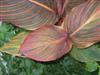 Photo of Genus=Canna&Species=indica&Common=Tropicanna Canna&Cultivar='Phasion'