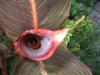 Photo of Genus=Canna&Species=indica&Common=Tropicanna Canna&Cultivar='Phasion'