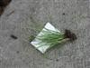 Photo of Genus=Carex&Species=morrowii&Common=Japanese Sedge&Cultivar=