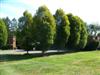 Photo of Genus=Carpinus&Species=betulus&Common=Columnar European Hornbeam&Cultivar='Columnaris'