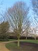 Photo of Genus=Carpinus&Species=betulus&Common=Pyramidal European Hornbeam&Cultivar='Fastigiata'