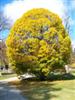 Photo of Genus=Carpinus&Species=betulus&Common=Globose European Hornbeam&Cultivar='Globosa'