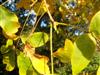 Photo of Genus=Carya&Species=cordiformis&Common=Bitternut Hickory&Cultivar=