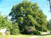 Photo of Genus=Carya&Species=illinoinensis&Common=Northern Pecan&Cultivar=