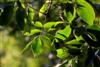 Photo of Genus=Carya&Species=ovata&Common=Shagbark Hickory&Cultivar=